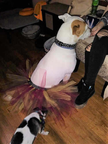 Doggie Tutu