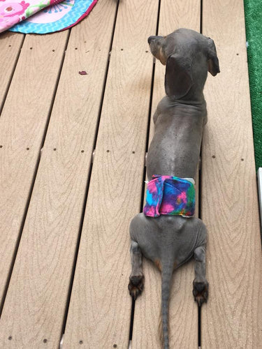 Doggie Diapers & Belly Bands (Boy)